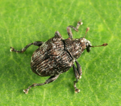 Weevil - Curculionidae - Parauleutes nebulosus
