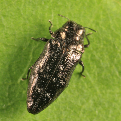 Metallic Wood-boring Beetle - Buprestidae - Taphrocerus sp.