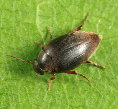 Plate-thigh Beetle - Eucinetidae - Eucinetus strigosus