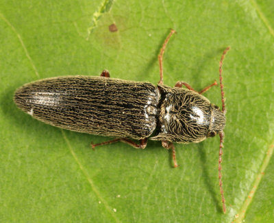 Click Beetle - Elateridae - Melanotus pertinax