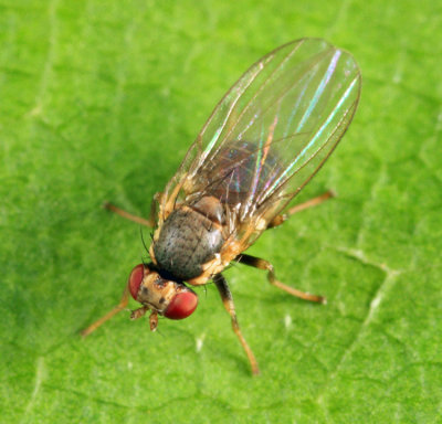 Leaf-mining Fly - Agromyzidae - Phytomyza sp.