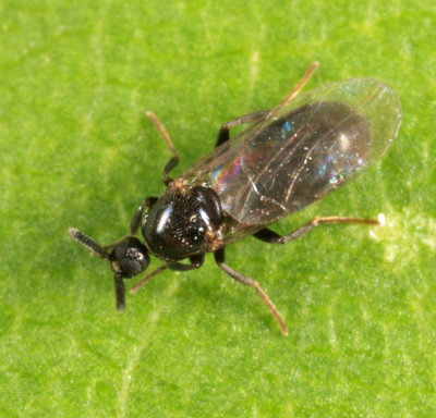 Minute Black Scavenger Fly - Scatopsidae - Holoplagia sp.