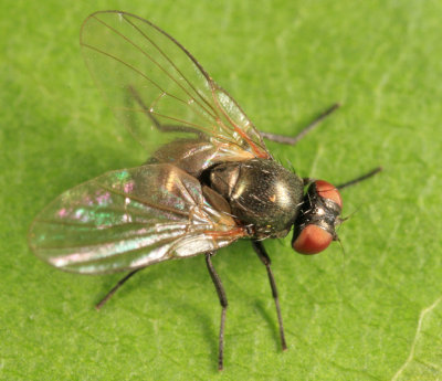 Leaf-mining Fly - Agromyzidae - Melanagromyza sp.