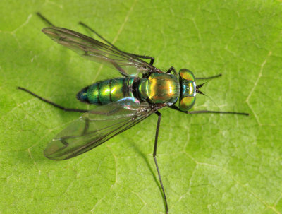 Longlegged Fly - Dolichopodidae - Condylostylus patibulatus 