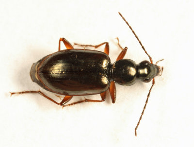 Ground Beetle - Carabidae - Agonum aeruginosum