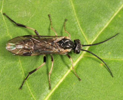 Pachynematus corniger