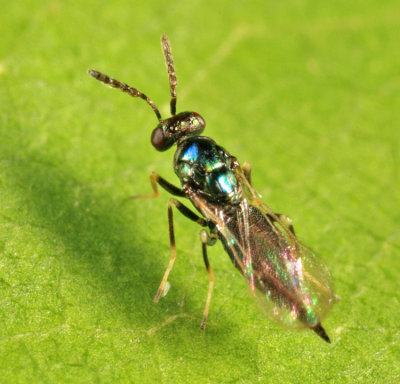 Eulophidae - Tetrastichinae