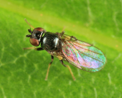 Frit Fly - Chloropidae