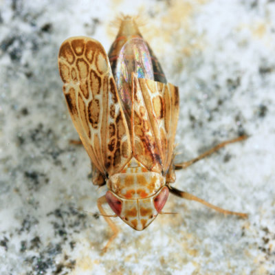 Leafhopper - Cicadellidae - Latalus ocellaris
