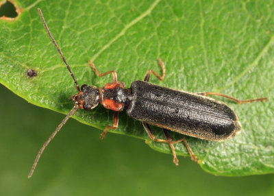 Soldier Beetle - Cantharidae - Rhagonycha angulata