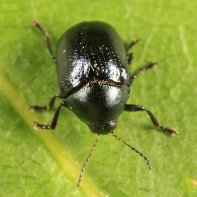 Case-bearing Leaf Beetle - Chrysomelidae - Lexiphanes saponatus