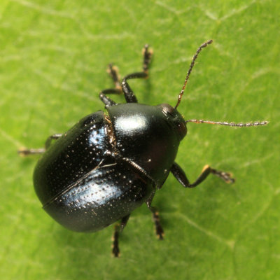 Case-bearing Leaf Beetle - Chrysomelidae - Lexiphanes saponatus