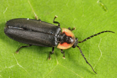 Firefly - Lampyridae - Pyropyga decipiens