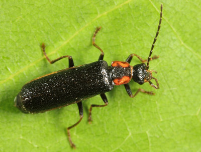 Soldier Beetle - Cantharidae - Rhagonycha angulata