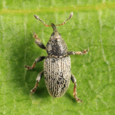 Weevil - Curculionidae - Tychius picirostris
