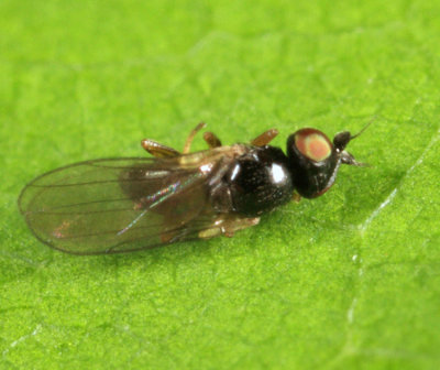 Frit Fly - Chloropidae