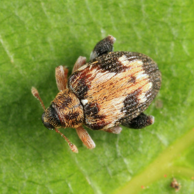 Flea Weevil - Curculionidae - Tachyerges ephippiata