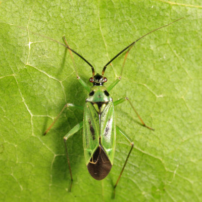 Plant Bug - Miridae - Ilnacora malina