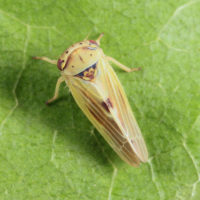 Leafhopper - Cicadellidae - Agalliopsis sp.