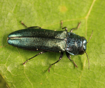 Metallic Wood-boring Beetle - Buprestidae - Agrilus cyanescens