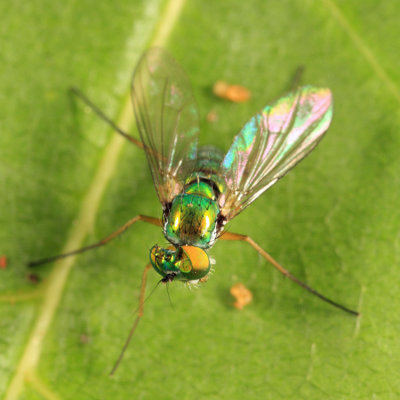 Longlegged Fly - Dolichopodidae - Sciapodinae