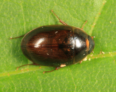 Water Scavenger Beetle - Hydrophilidae - Enochrus hamiltoni