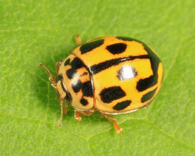  Fourteen-spotted Lady Beetle - Coccinellidae - Propylea quatuordecimpunctata