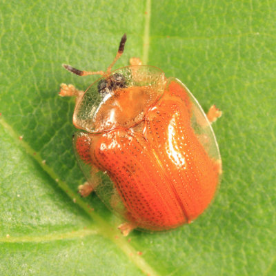 Tortoise Beetle - Chrysomelidae - Charidotella purpurata