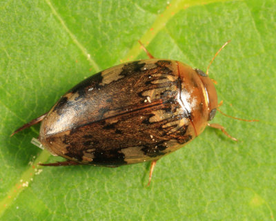 Predacious Diving Beetle - Dytiscidae - Laccophilus maculosus