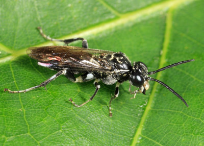 Macrophya flicta
