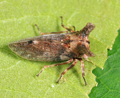 Microcentrus perditus (female)