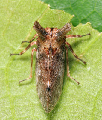 Microcentrus perditus (female)