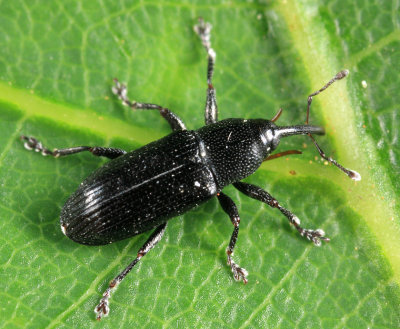 Cylindridia prolixa