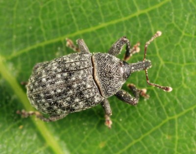 Rhyssomatus palmacollis