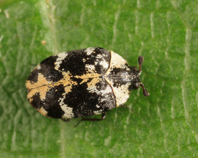 Buffalo Carpet Beetle - Anthrenus scrophulariae