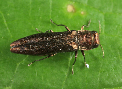 Agrilus sp.