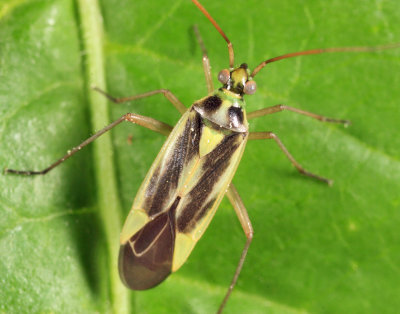Two-spotted Grass Bug - Stenotus binotatus
