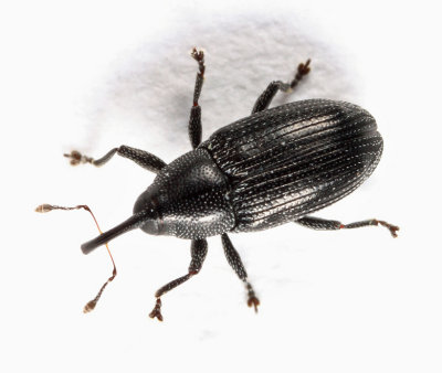 Sibariops sp.