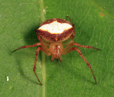 Araneus miniatus