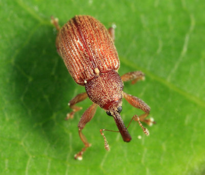 Pseudanthonomus sp.