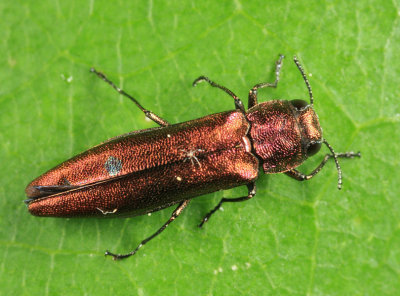 Agrilus sp.