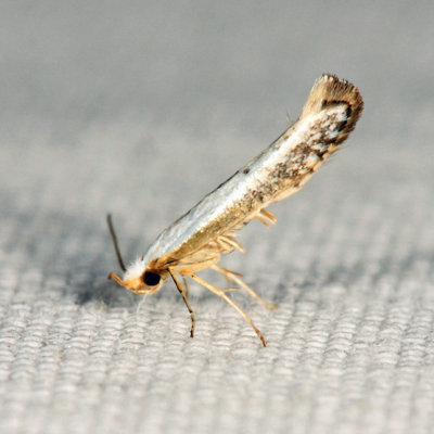 2479  Speckled Argyresthia Moth  Argyresthia subreticulata