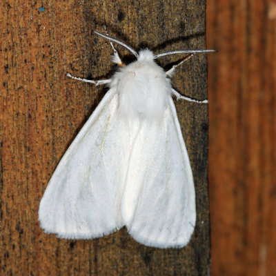 8140  Fall Webworm Moth  Hyphantria cunea