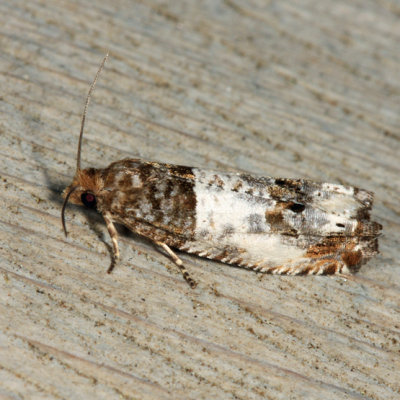 3208 - Doubleday's Notocelia Moth - Notocelia rosaecolana