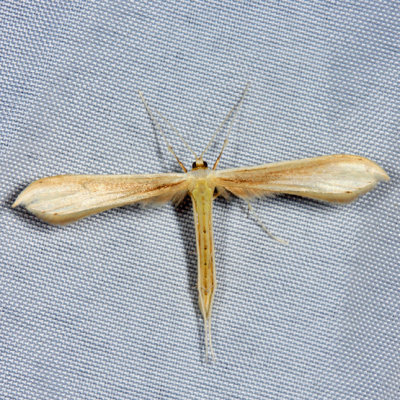  Plume Moth - Pterophoridae