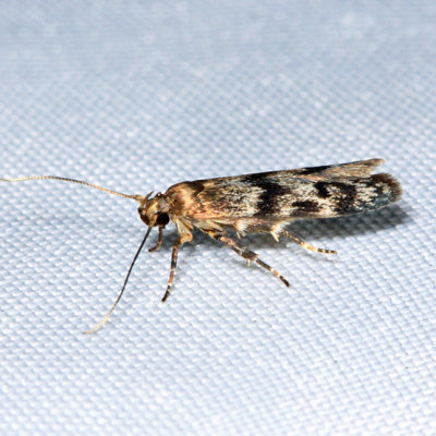 1171  Asaphocrita aphidiella