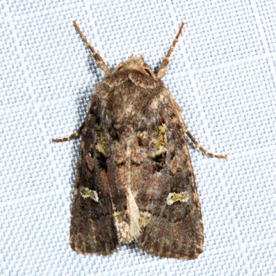 10397 - Bristly Cutworm Moth - Lacinipolia renigera