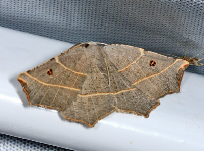 6819  Pale Metanema Moth  Metanema inatomaria