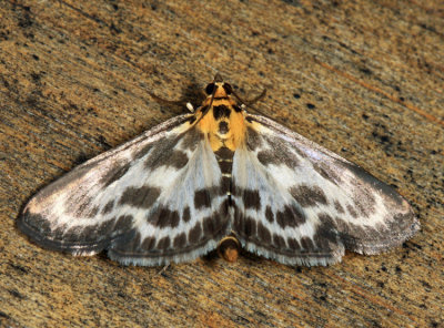 4952 - Small Magpie - Anania hortulata