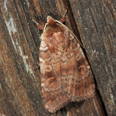 11010 - Lycophotia phyllophora